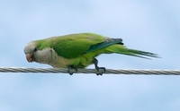 Аратингы (клинохвостые попугаи), 